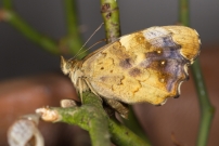 Le Tircis. Une femmelle issue, un jour plus tard, de la chrysalide prcdente (Lpidoptre - Nymphalidae - Pararge aegeria)